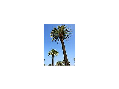 Photo Small Palm Trees 2 Plant