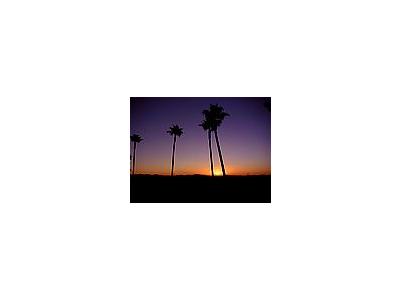 Photo Small Palm Trees And Sunrise Plant