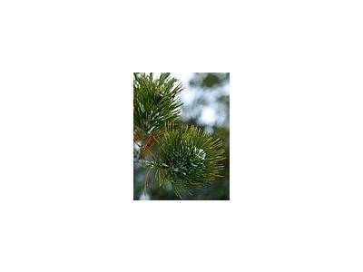Photo Small Pine Plant