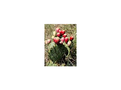 Photo Small Prickly Pear Cactus Plant