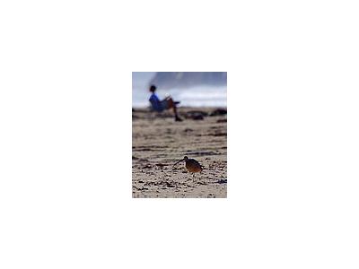 Photo Small Morro Beach Travel