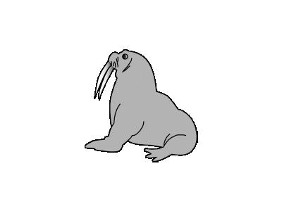 Seal Sek  Animal