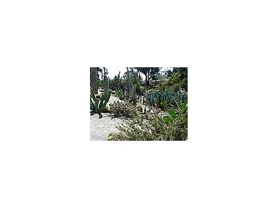 Photo Small Cactus Garden Travel