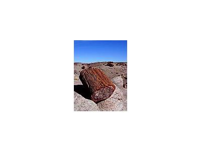 Photo Small Petrified Wood 2 Travel