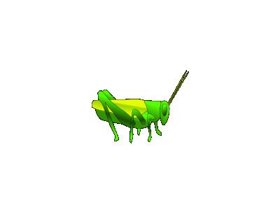 Grass Hopper 02 Animal