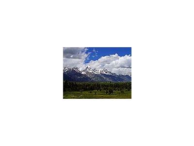 Photo Small Grand Teton Flowers Travel