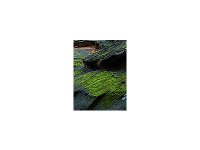 Photo Small Zion Canyon Moss Travel