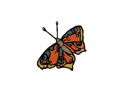 Farfalla Butterfly Fra1 Animal