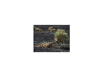 Photo Small Desert 2 Travel