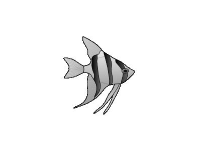 Altum Angelfish 01 Animal