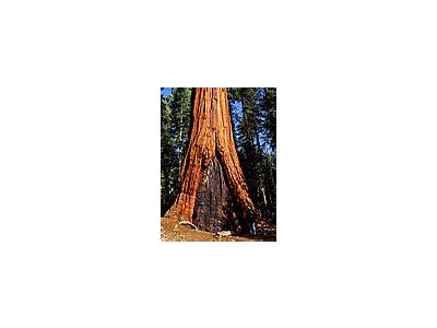 Photo Small Sequoia 3 Travel