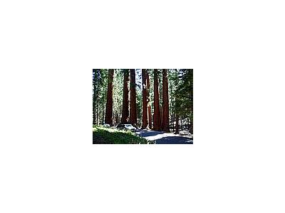 Photo Small Sequoia Park 4 Travel