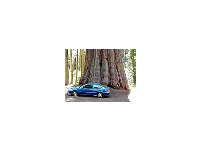 Photo Small Sequoia Park 6 Travel