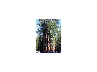 Photo Small Sequoias Travel