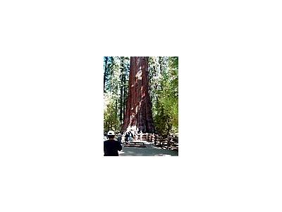 Photo Small Sherman Tree 3 Travel