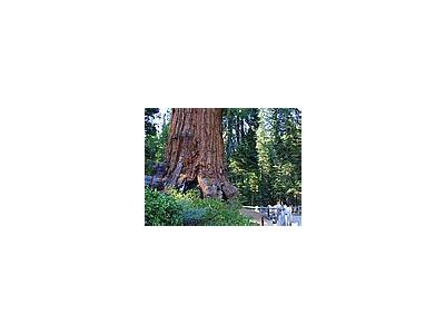 Photo Small Tree 2 Travel