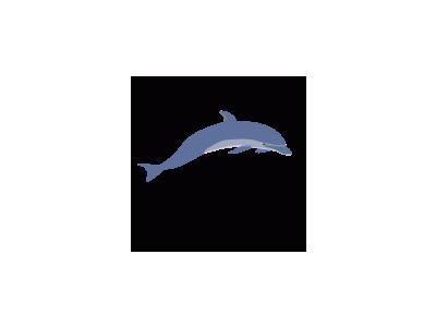 Dolphin Enrique Meza C 02 Animal