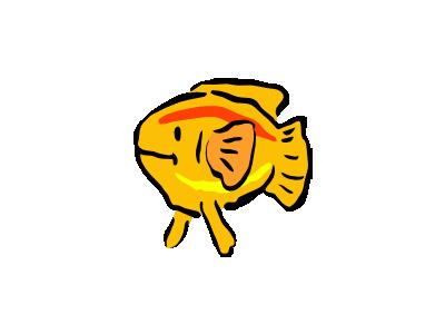 Pescetto Arancione Archi 01 Animal