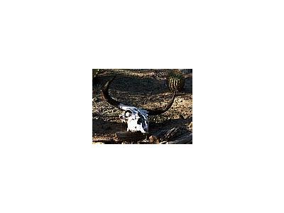 Photo Small Cow Skull 2 Other