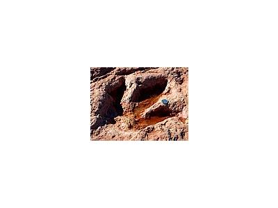 Photo Small Dinosaur Tracks Other