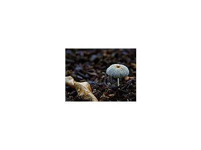 Photo Small Mushroom Other