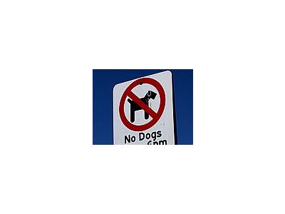 Photo Small No Dogs Allowed Other