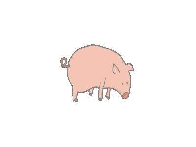 Pig Marcelo Caiafa1 Animal