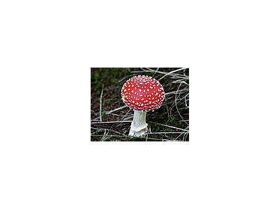 Photo Small Amanita Muscaria Other