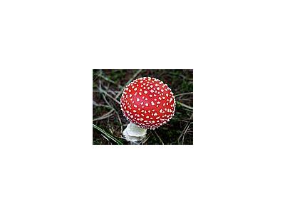 Photo Small Amanita Muscaria 2 Other