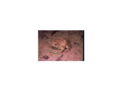 Houston Toad 00028 Photo Small Wildlife