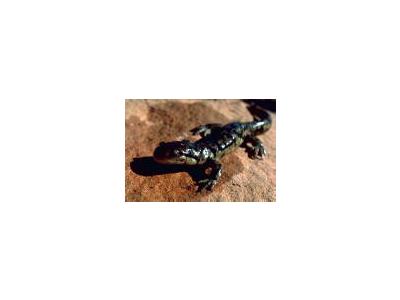 Tiger Salamander 00031 Photo Small Wildlife