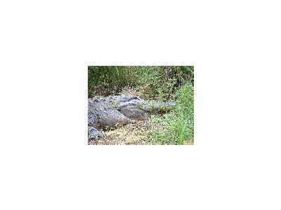 American Alligator 00050 Photo Small Wildlife