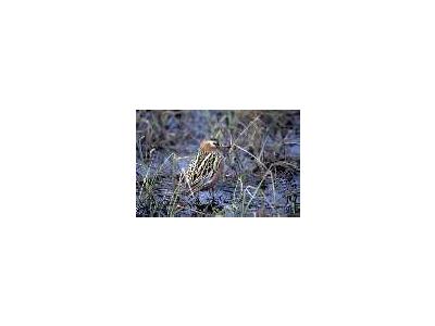 1002 Area Red Phalarope Female 00055 Photo Small Wildlife