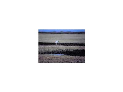 1002 Area Sabines Gull Flying Over Arctic Refuge Coastal Plain 00057 Photo Small Wildlife