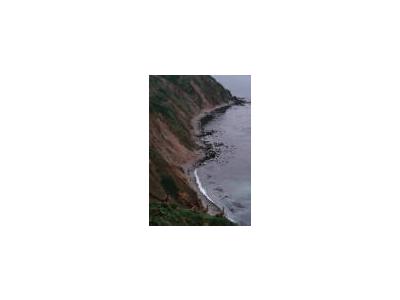 Aleutian Cackling Geese On Sea Bluff 00062 Photo Small Wildlife