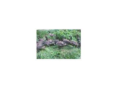 Aleutian Cackling Goose Flock And Brood 00063 Photo Small Wildlife