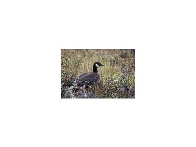 Aleutian Cackling Goose Portrait 00064 Photo Small Wildlife