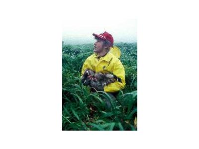 Aleutian Cackling Goose With Biologist 00066 Photo Small Wildlife