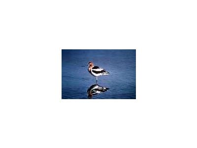 American Avocet 00068 Photo Small Wildlife