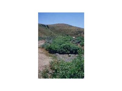 WO3679 Willow Riparian Habitat In Idaho 00082 Photo Small Wildlife