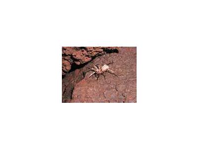 WOE204 Kauai Cave Wolf Spider 00087 Photo Small Wildlife