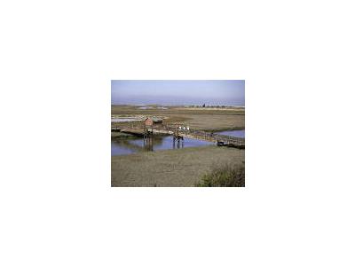 Don Edwards San Franciso Bay NWR California 00106 Photo Small Wildlife