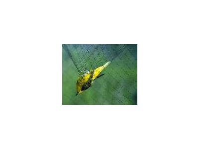 Captured Yellow Warbler In Mist Nest 00116 Photo Small Wildlife