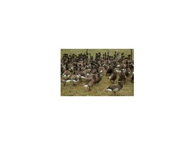 Flightless Brant Geese In Pen 00117 Photo Small Wildlife