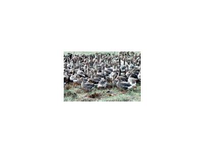 Flightless White Fronted Geese In Pen 00118 Photo Small Wildlife