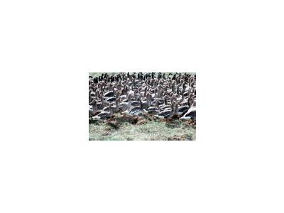 Flightless White Fronted Geese In Pen 00119 Photo Small Wildlife