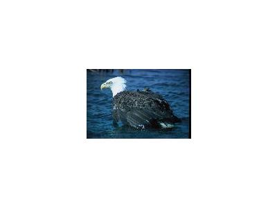 Adult Bald Eagle 00123 Photo Small Wildlife