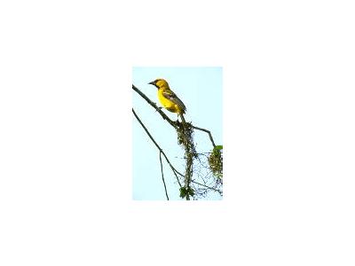 Altamira Oriole 00127 Photo Small Wildlife