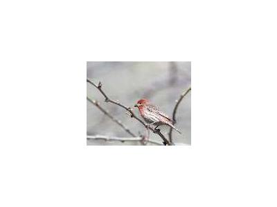 House Finch 00135 Photo Small Wildlife