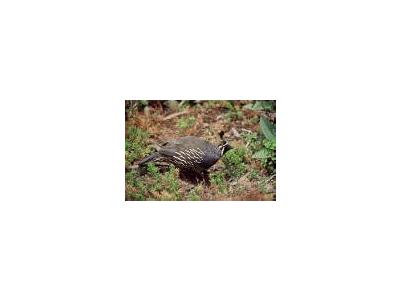 California Quail 00137 Photo Small Wildlife